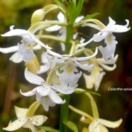 Calanthe sylvatica Orchidaceae  Indigène La Réunion 1317.jpeg